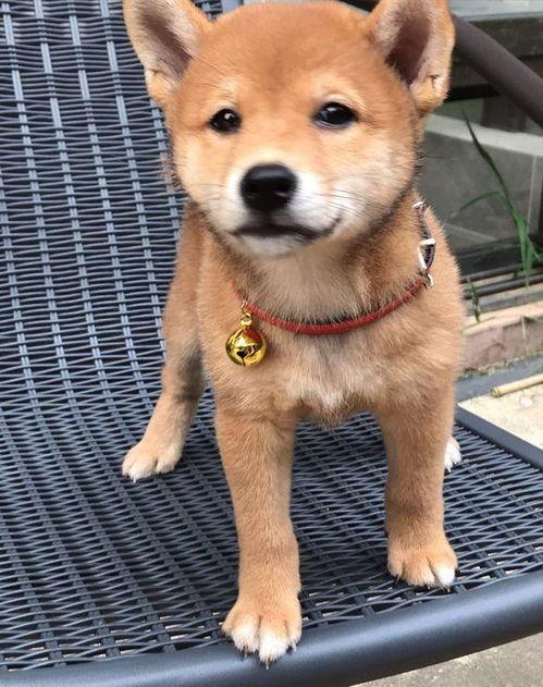 娱乐吃瓜君第一次见狗,萌态百出瞬间圈粉