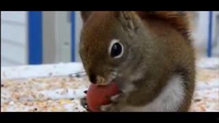 搞笑松鼠电影